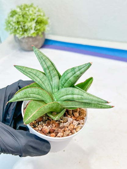 Sansevieria Vienna (#AC8) | Imported Plants