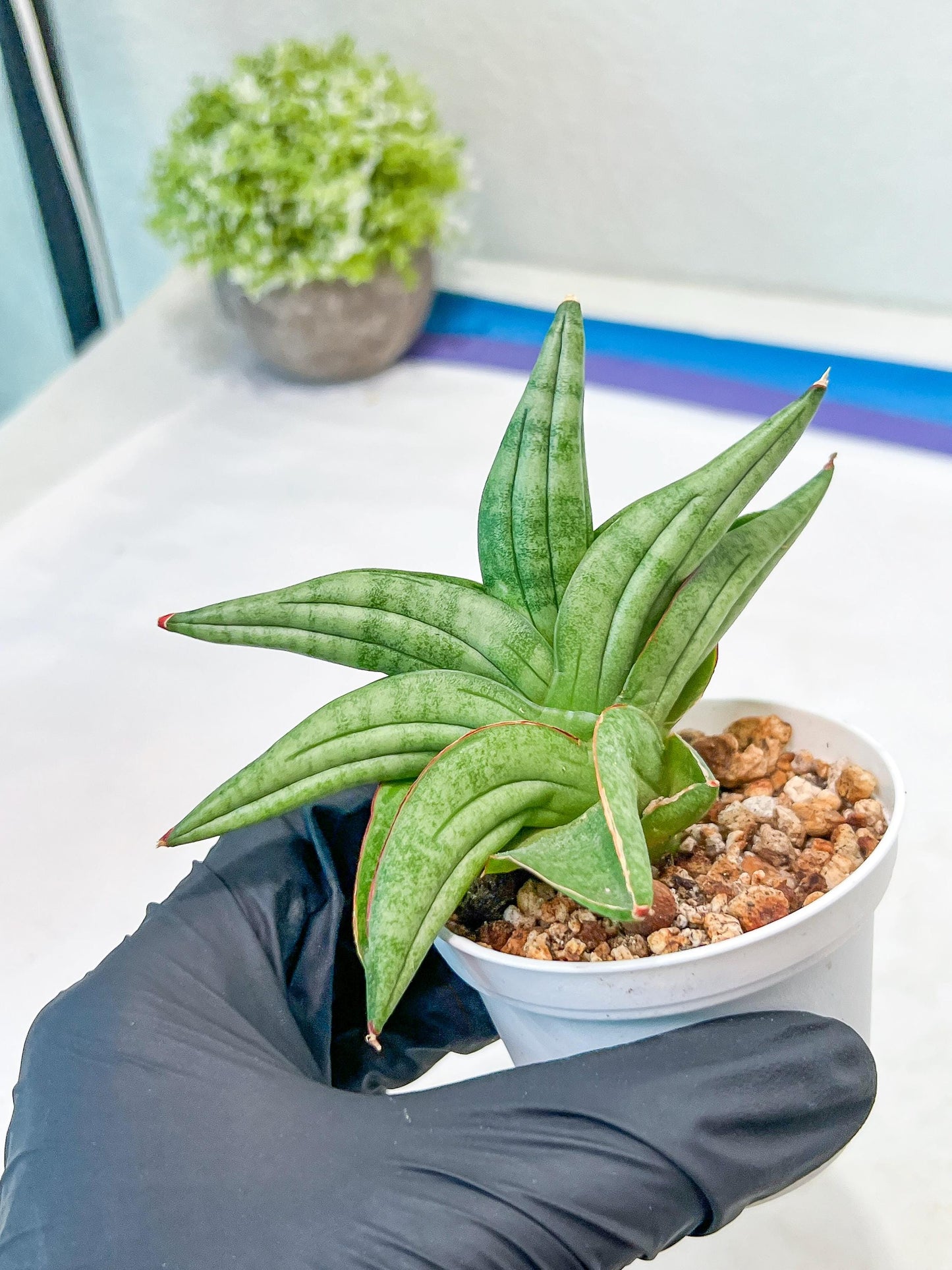 Sansevieria Vienna (#AC8) | Imported Plants