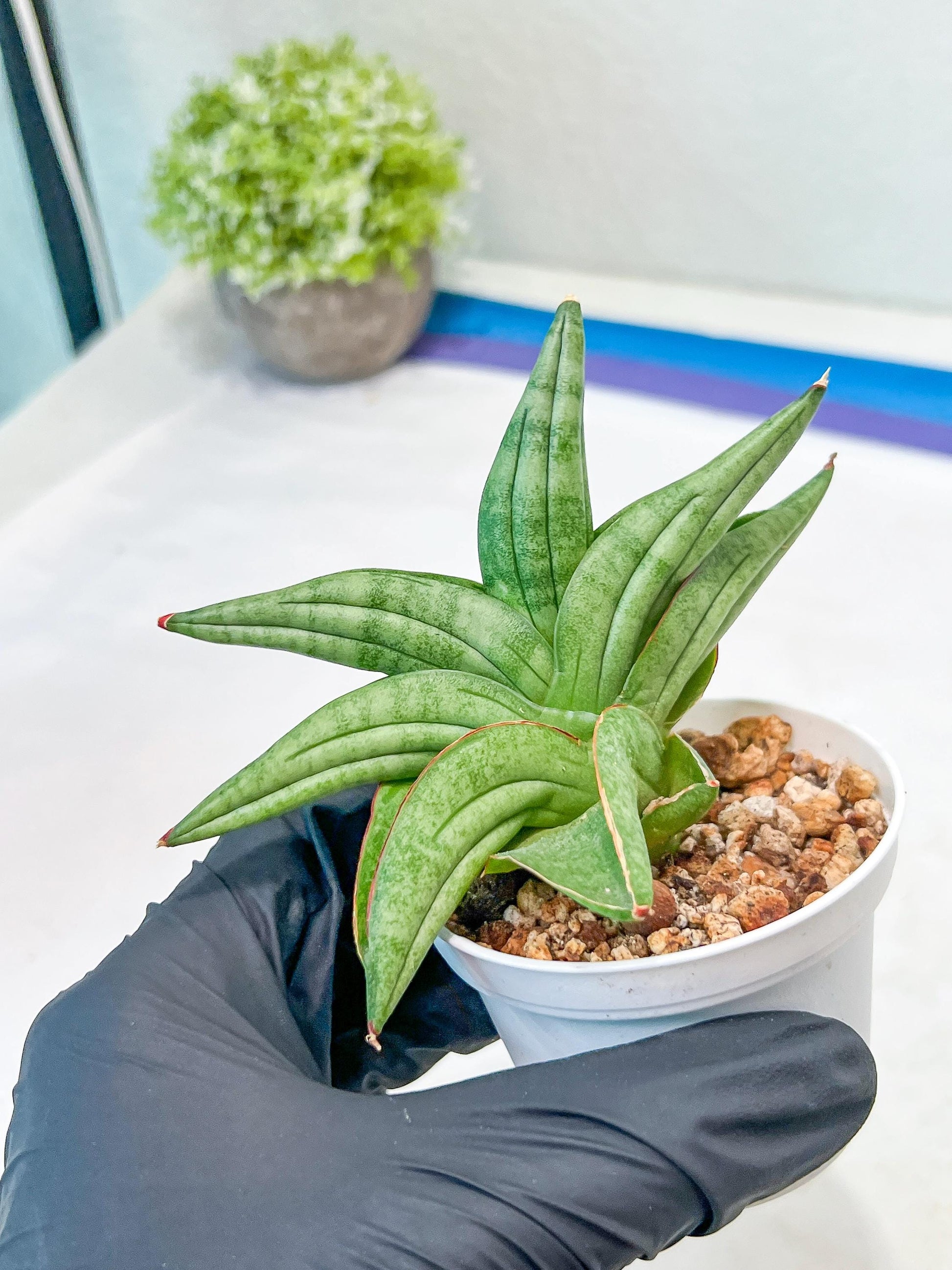 Sansevieria Vienna (#AC8) | Imported Plants