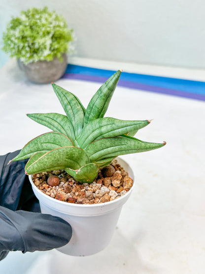 Sansevieria Vienna (#AC8) | Imported Plants