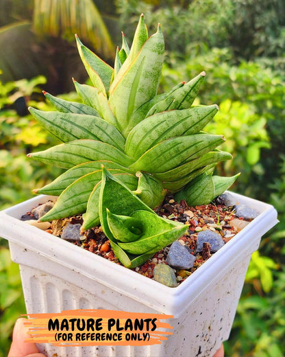 Sansevieria Vienna (#AC8) | Imported Plants