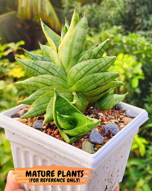 Sansevieria Vienna (#AC8) | Imported Plants