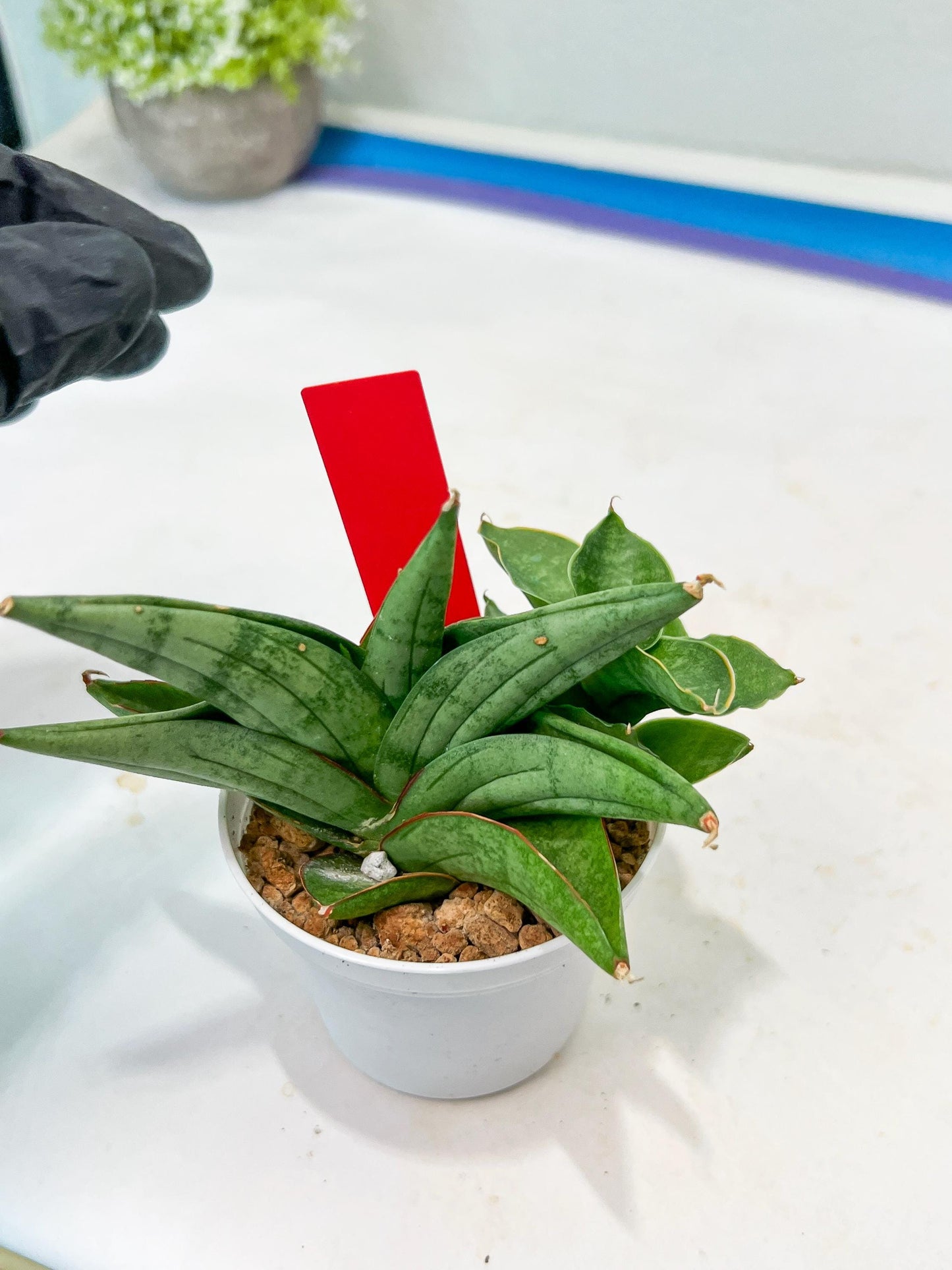 Sansevieria Vienna (#AC8) | Imported Plants