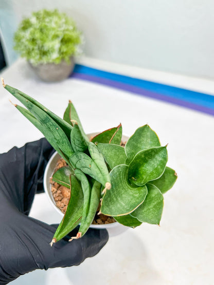 Sansevieria Vienna (#AC8) | Imported Plants