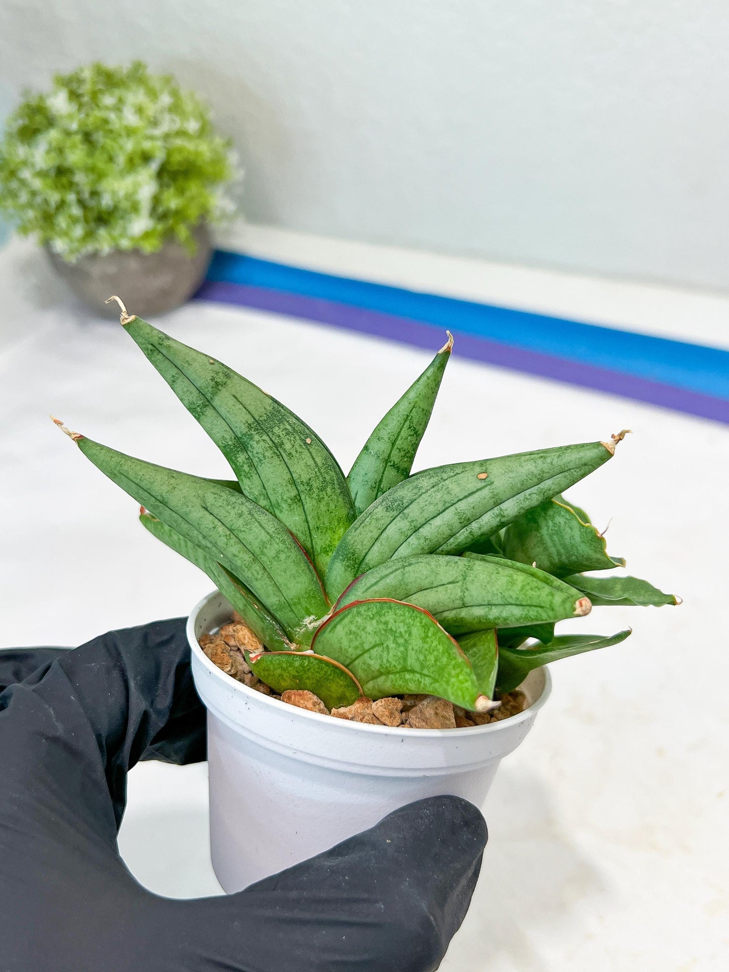 Sansevieria Vienna (#AC8) | Imported Plants