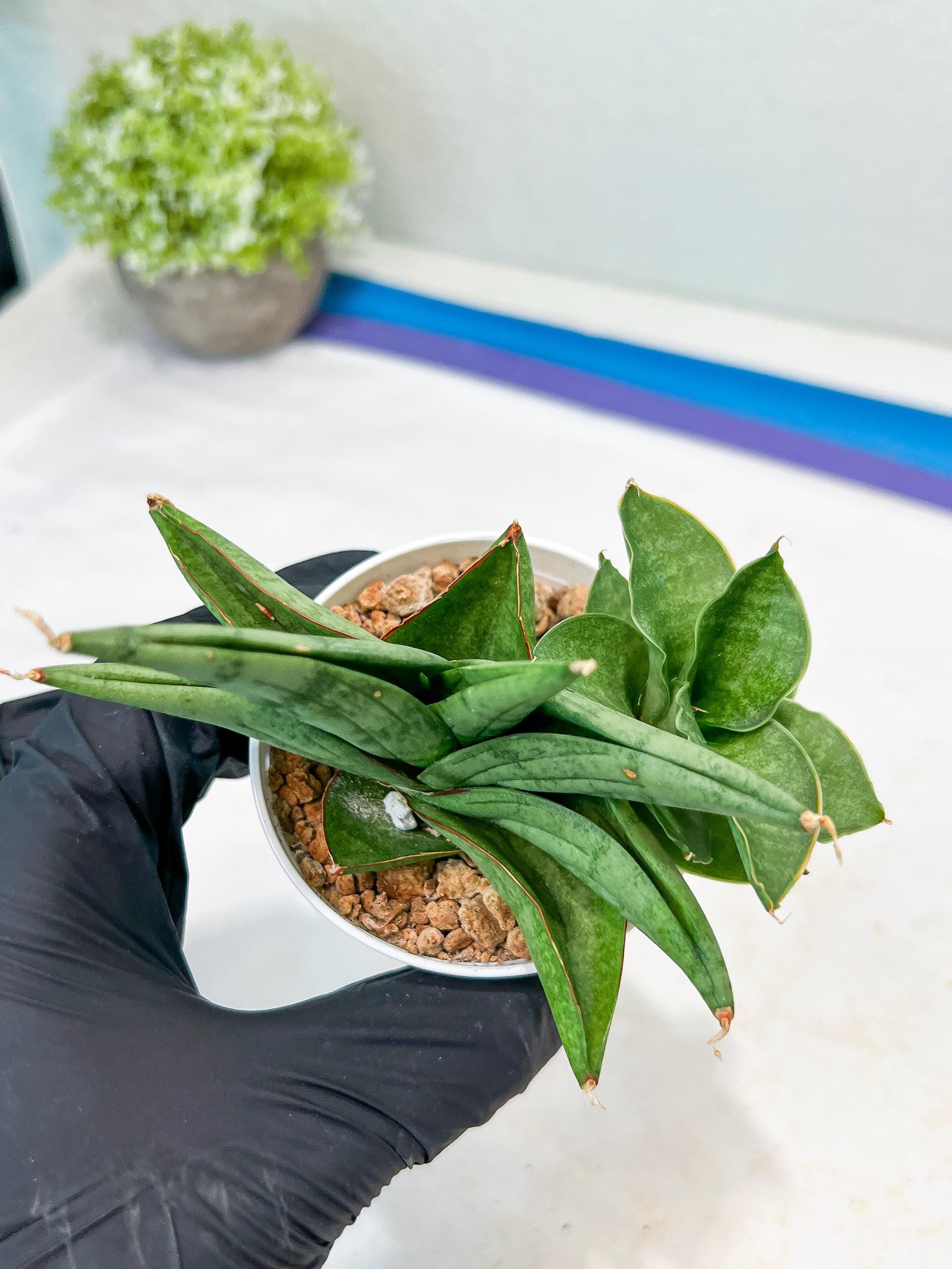 Sansevieria Vienna (#AC8) | Imported Plants