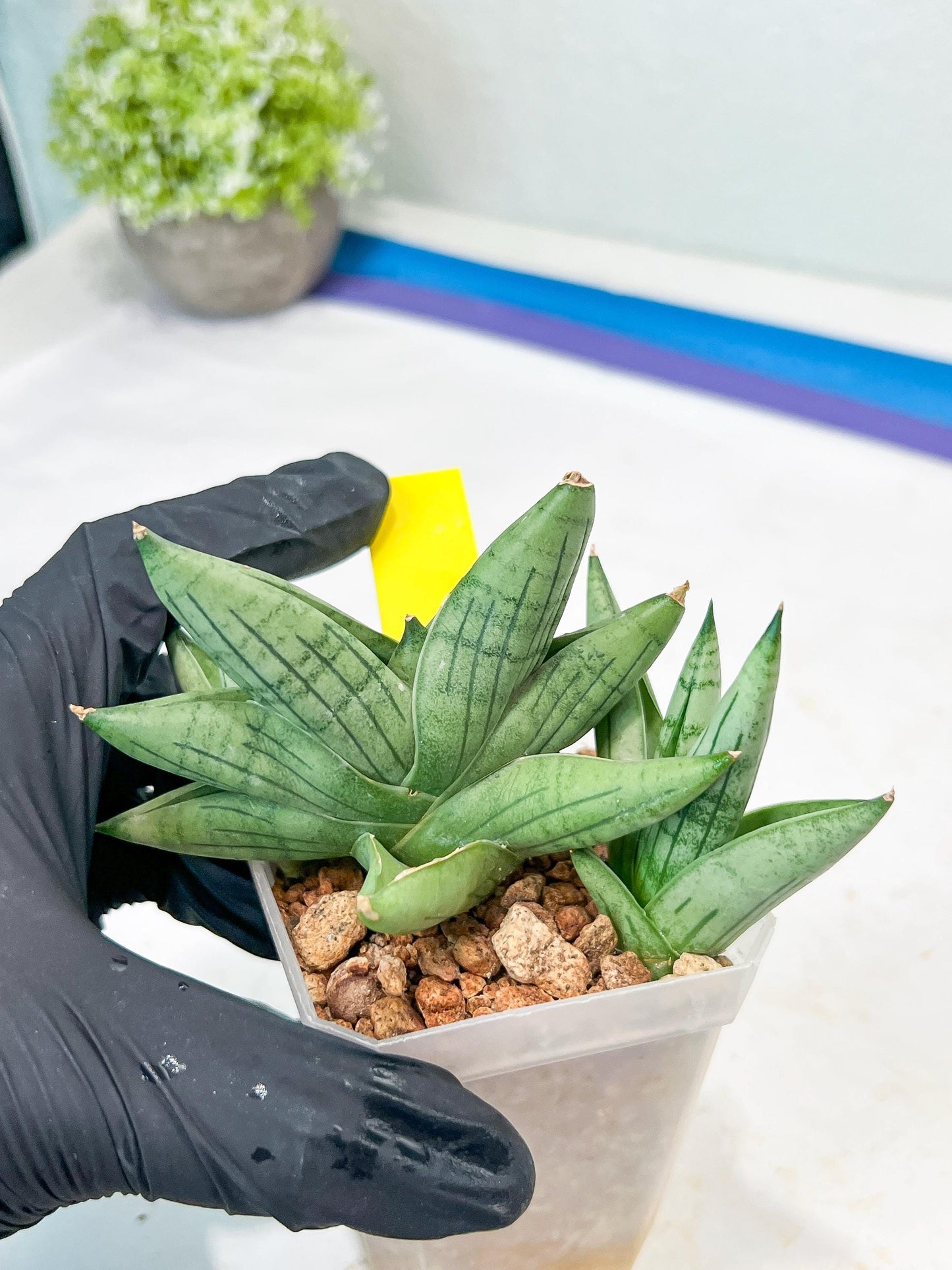 Sansevieria Toob (#AC14) | Rare Imported House Plants | Rare Hybrids