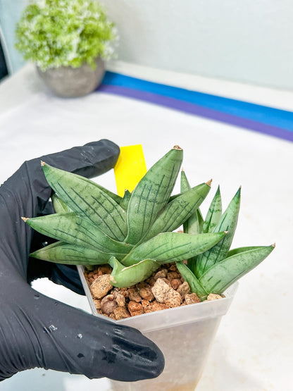 Sansevieria Toob (#AC14) | Rare Imported House Plants | Rare Hybrids