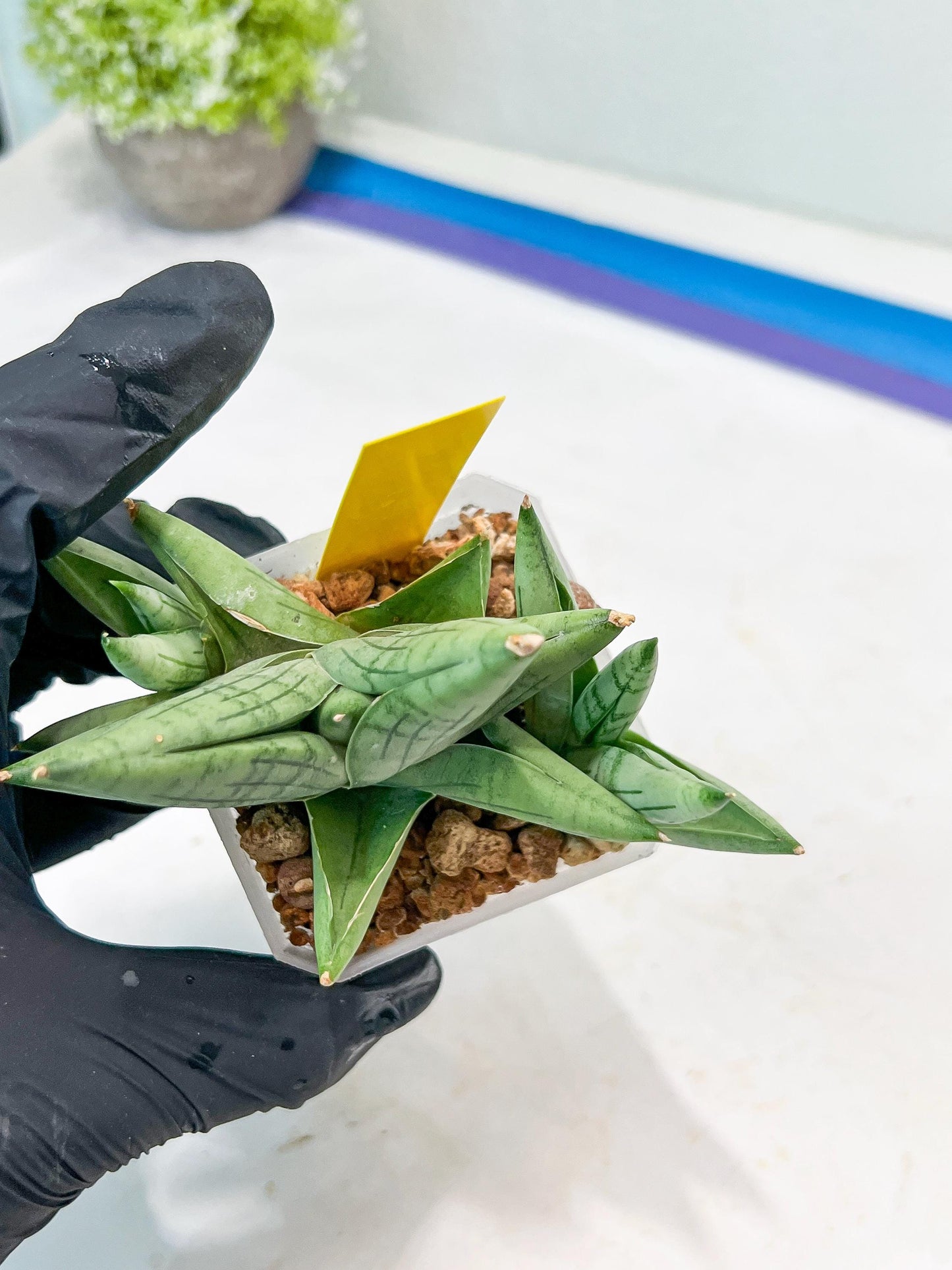 Sansevieria Toob (#AC14) | Rare Imported House Plants | Rare Hybrids