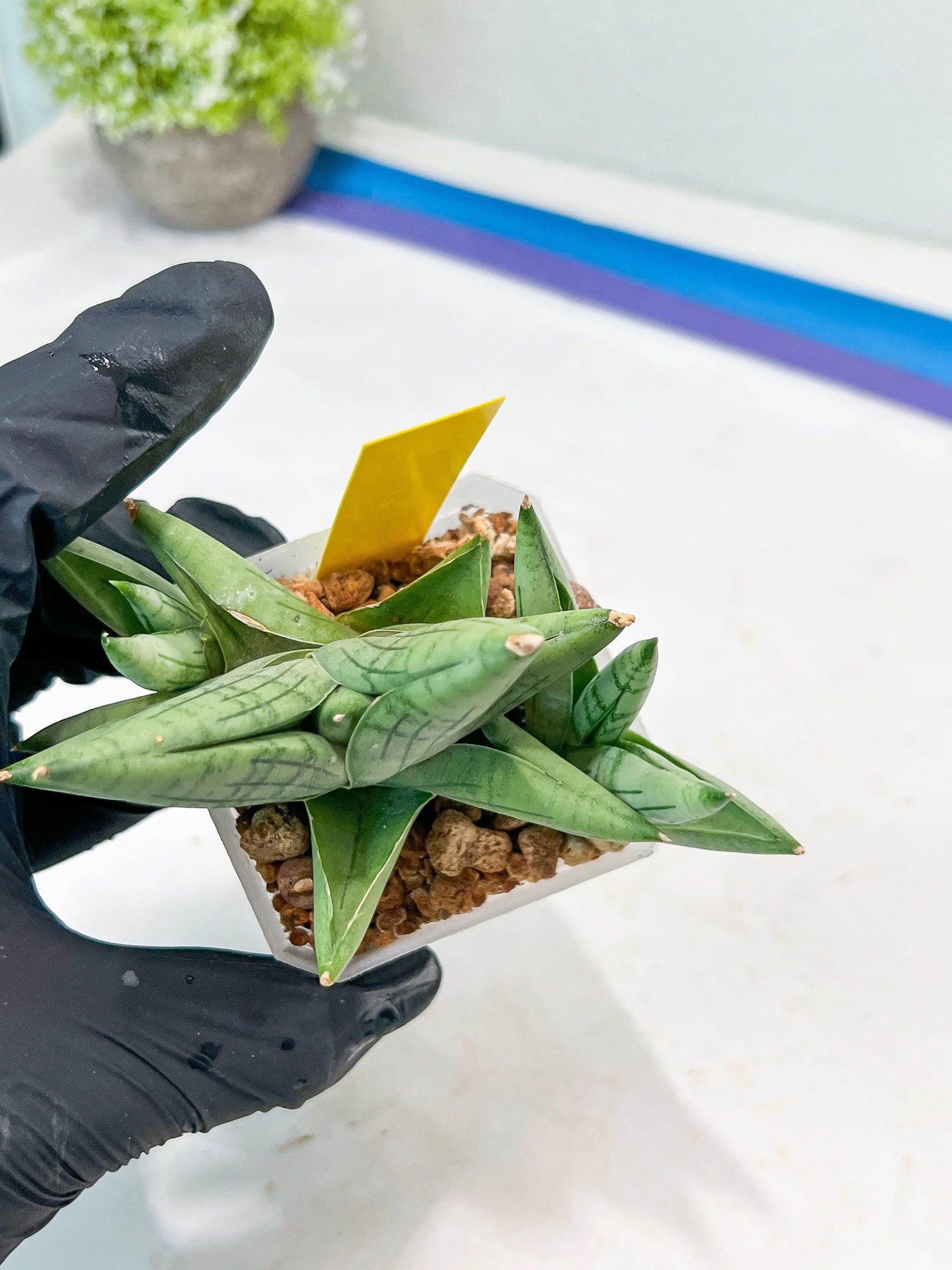 Sansevieria Toob (#AC14) | Rare Imported House Plants | Rare Hybrids