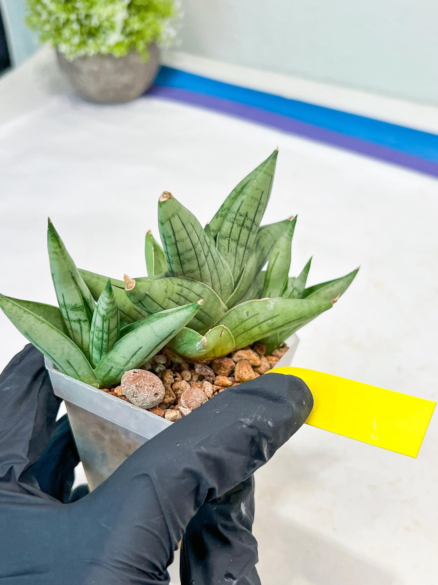 Sansevieria Toob (#AC14) | Rare Imported House Plants | Rare Hybrids