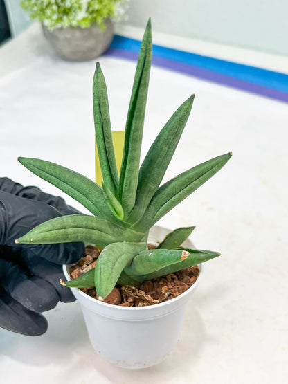 Sansevieria Virdi lisciu (#AC17) | Rare Hybrids