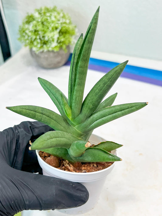 Sansevieria Virdi lisciu (#AC17) | Rare Hybrids
