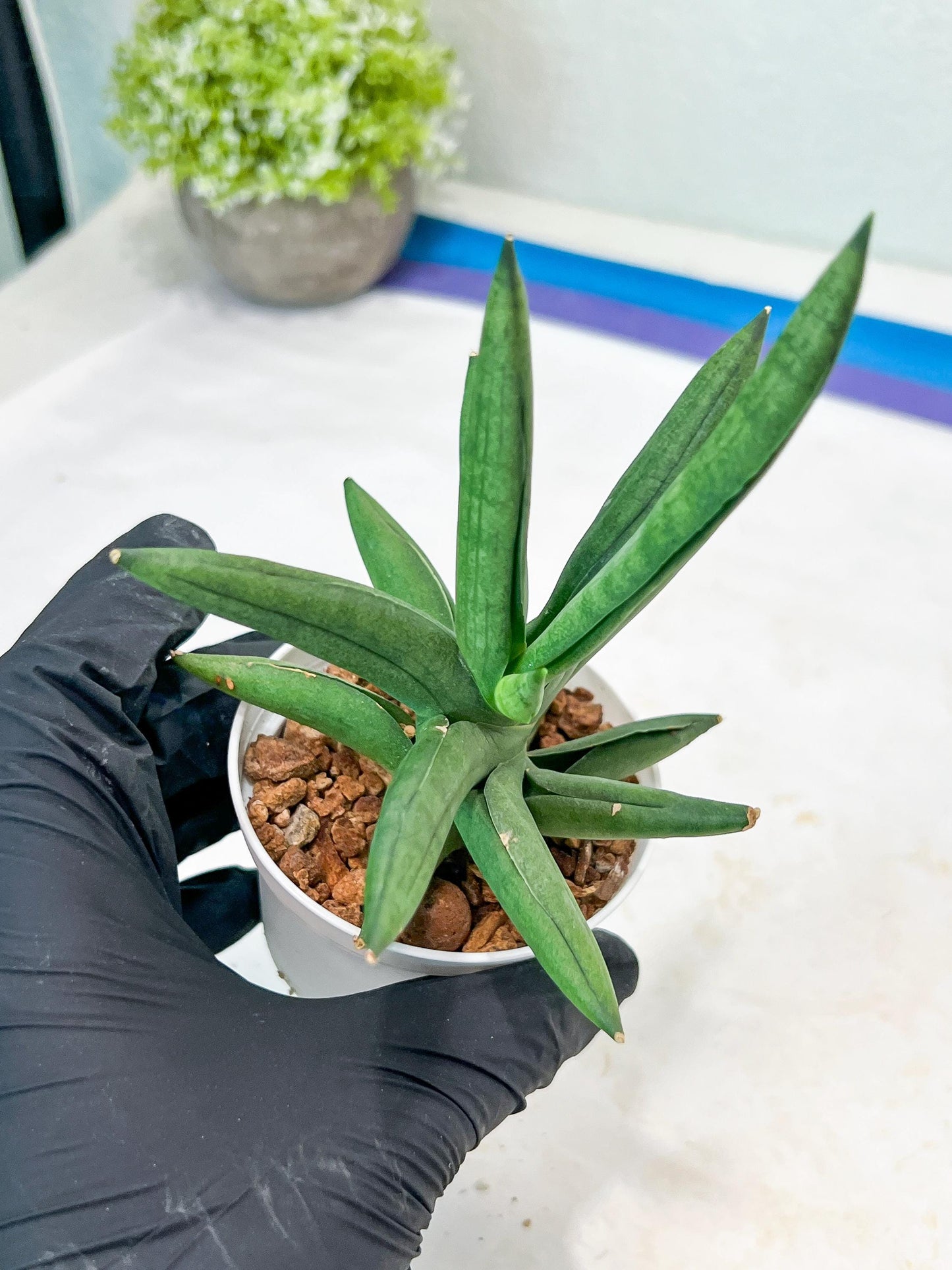 Sansevieria Virdi lisciu (#AC17) | Rare Hybrids