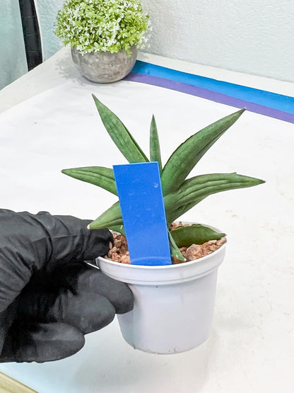 Sansevieria Virdi lisciu (#AC17) | Rare Hybrids