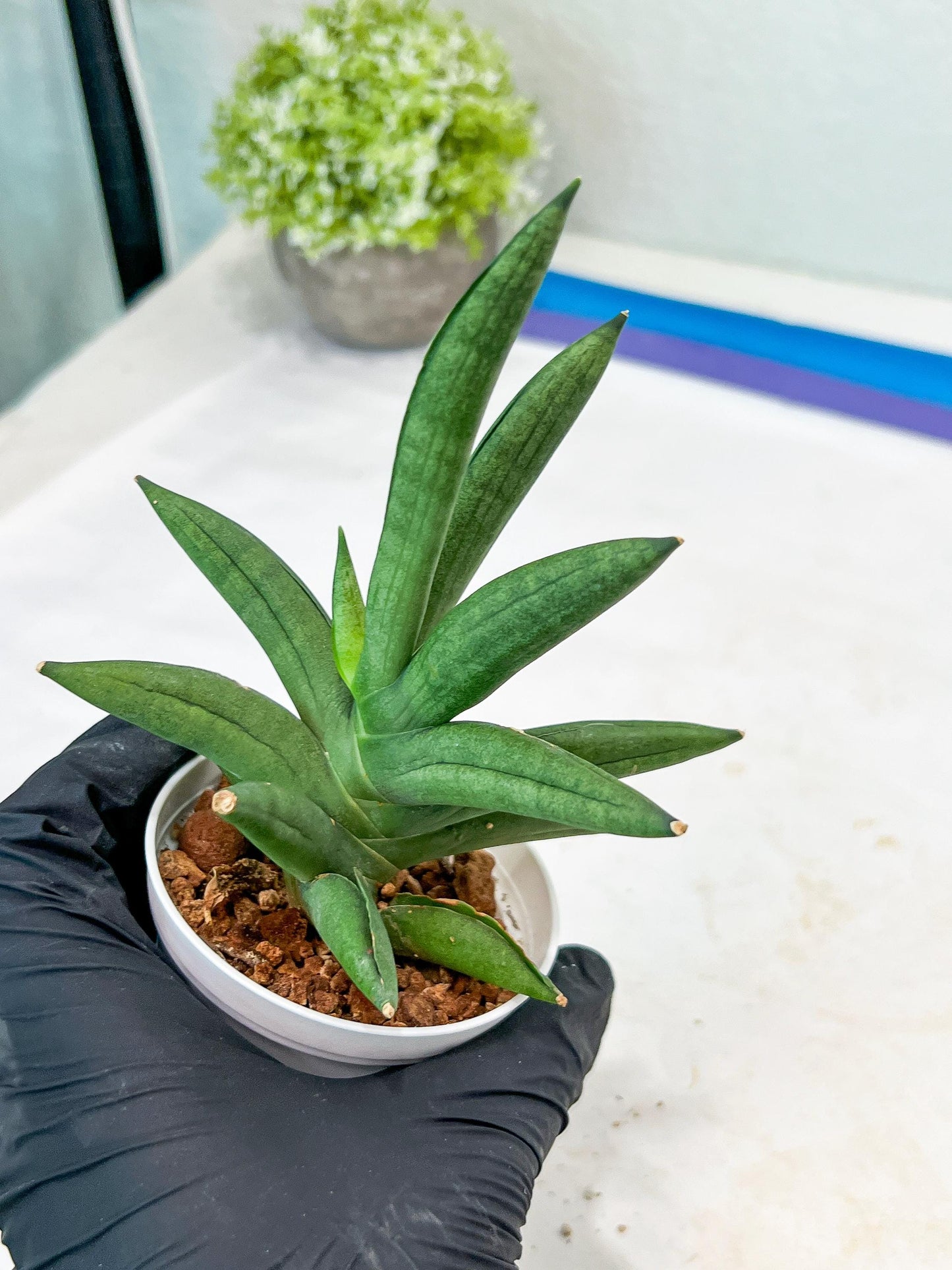 Sansevieria Virdi lisciu (#AC17) | Rare Hybrids