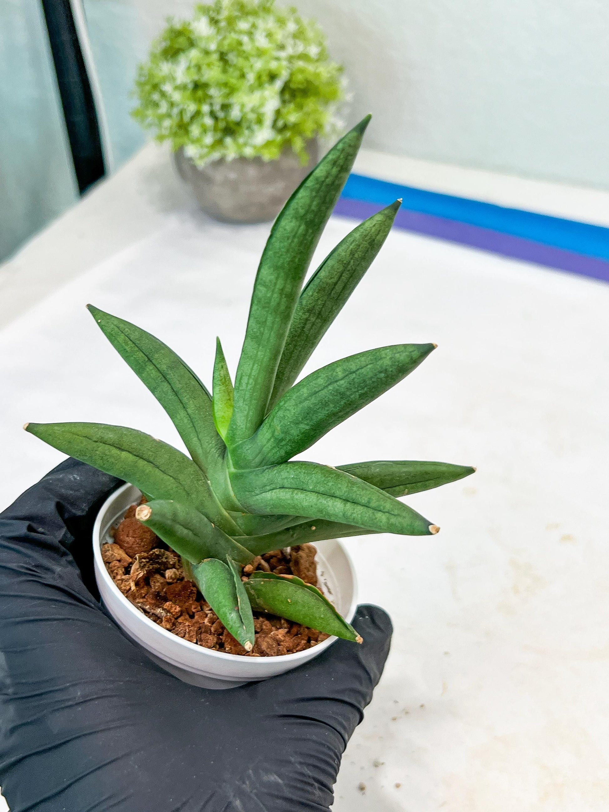 Sansevieria Virdi lisciu (#AC17) | Rare Hybrids