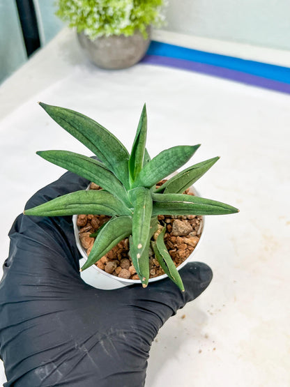 Sansevieria Virdi lisciu (#AC17) | Rare Hybrids