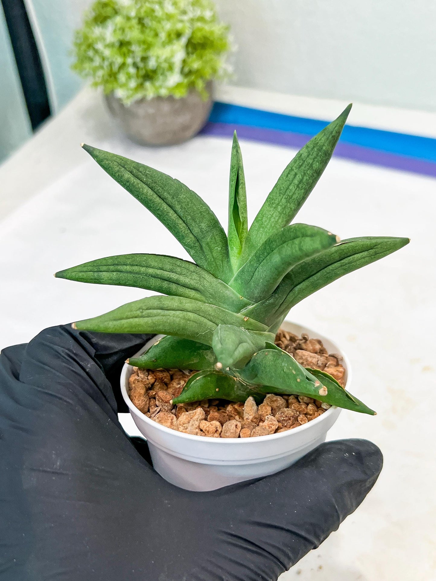 Sansevieria Virdi lisciu (#AC17) | Rare Hybrids