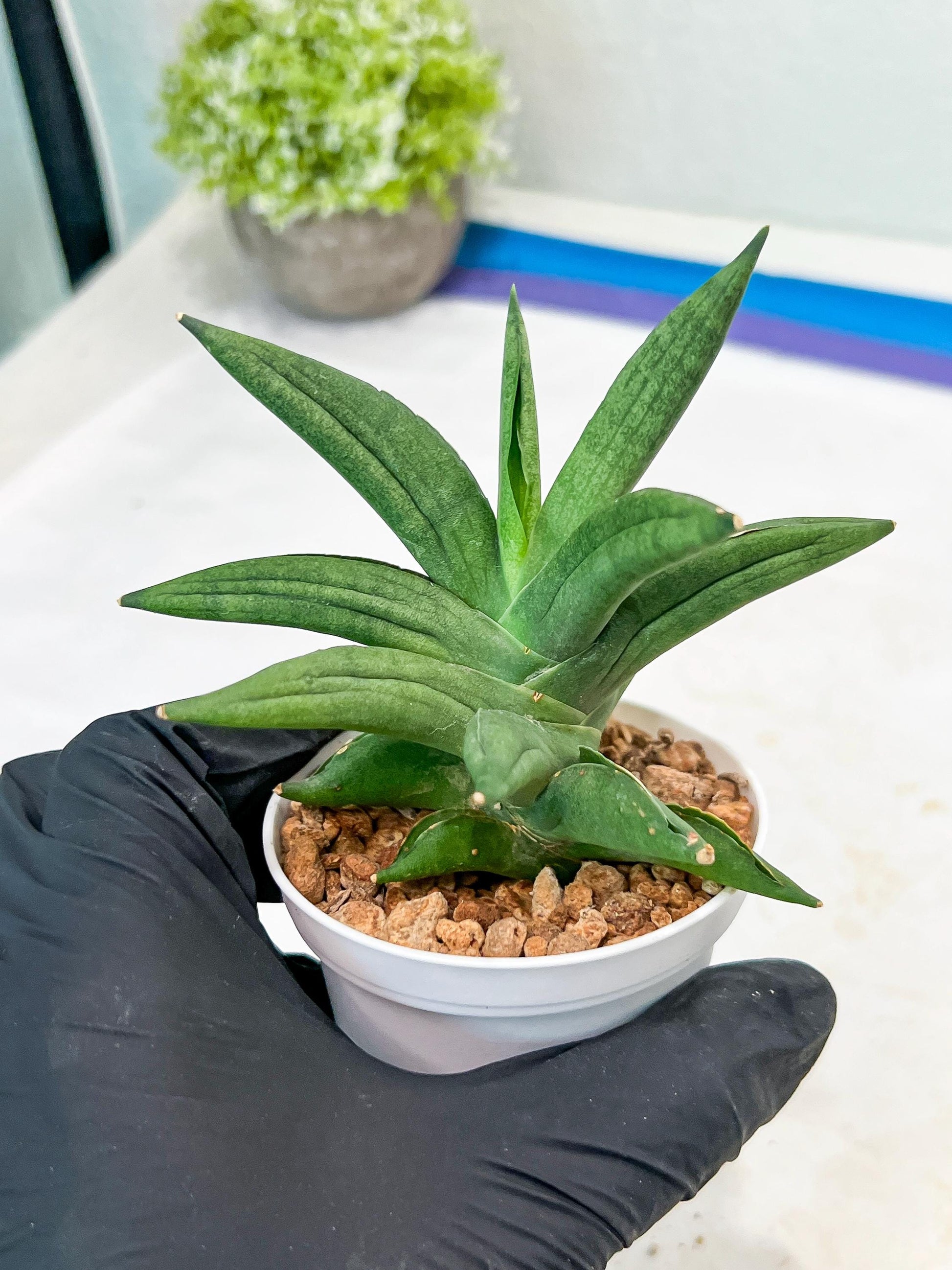 Sansevieria Virdi lisciu (#AC17) | Rare Hybrids