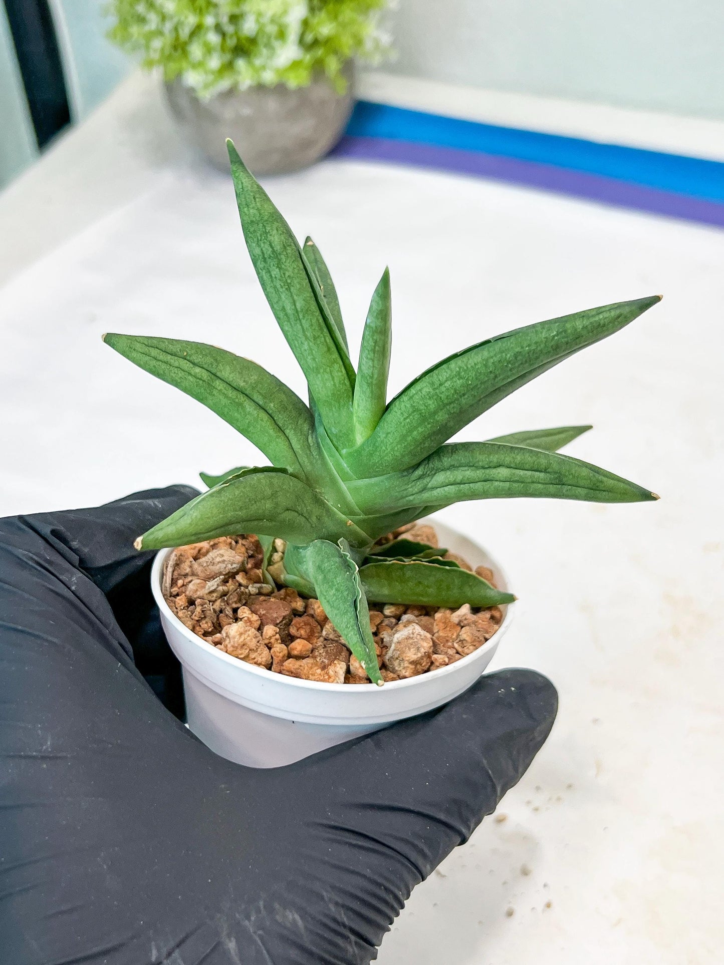 Sansevieria Virdi lisciu (#AC17) | Rare Hybrids