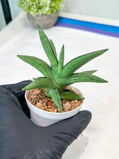 Sansevieria Virdi lisciu (#AC17) | Rare Hybrids