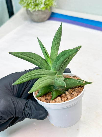 Sansevieria Virdi lisciu (#AC17) | Rare Hybrids