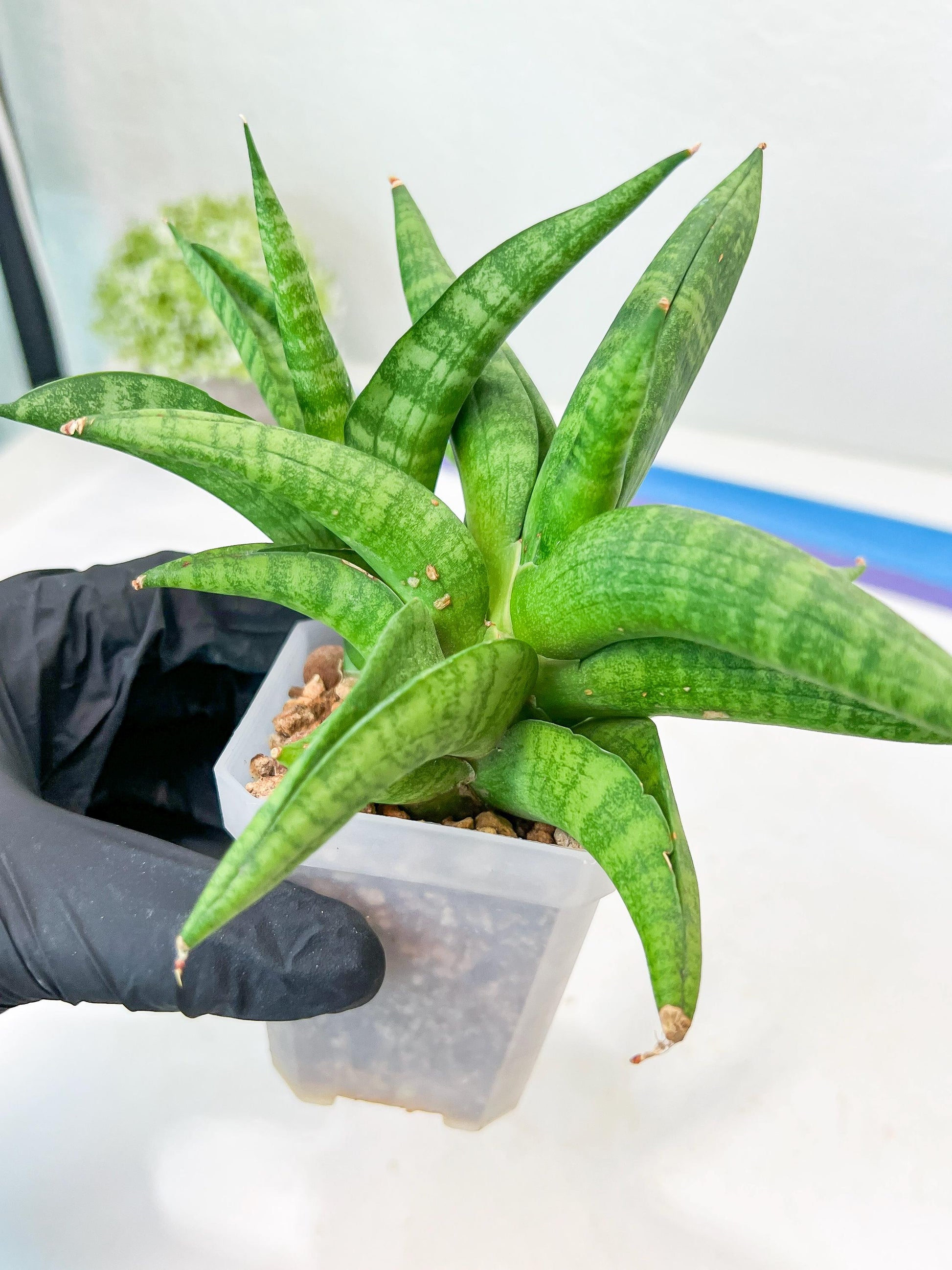 Sansevieria Fighter/Ch17023 (#AC12) | Imported Snake Plants