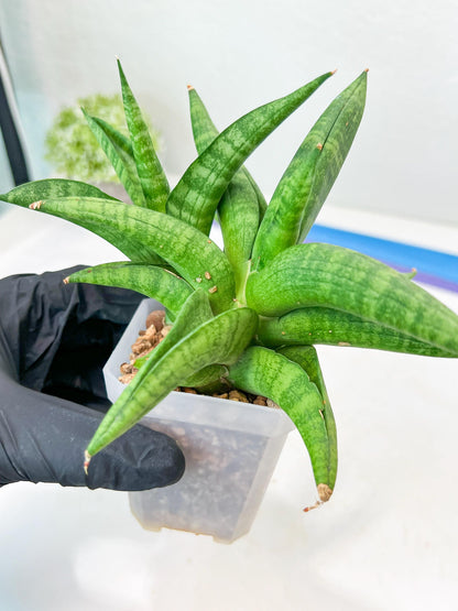 Sansevieria Fighter/Ch17023 (#AC12) | Imported Snake Plants