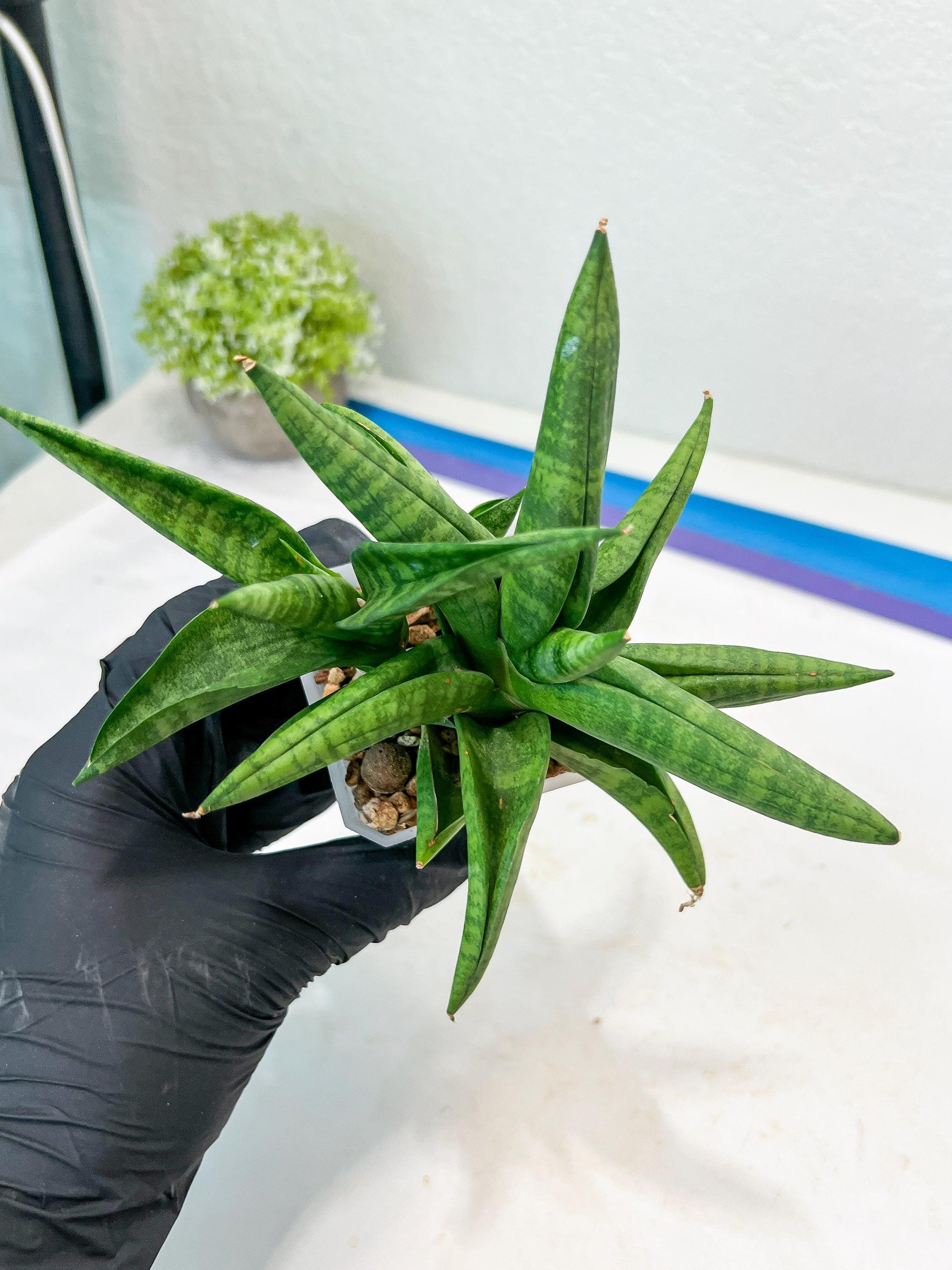 Sansevieria Fighter/Ch17023 (#AC12) | Imported Snake Plants