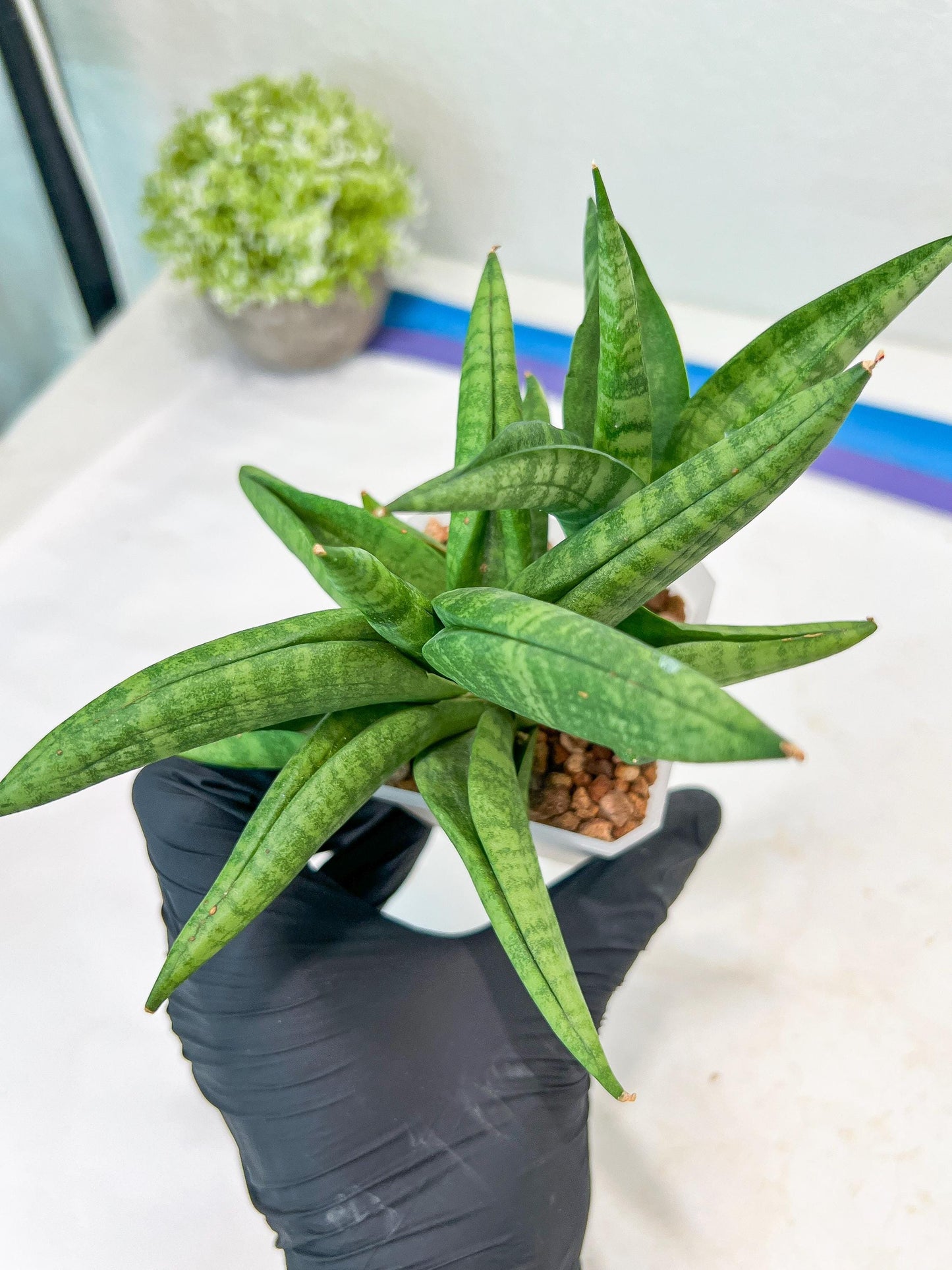 Sansevieria Fighter/Ch17023 (#AC12) | Imported Snake Plants