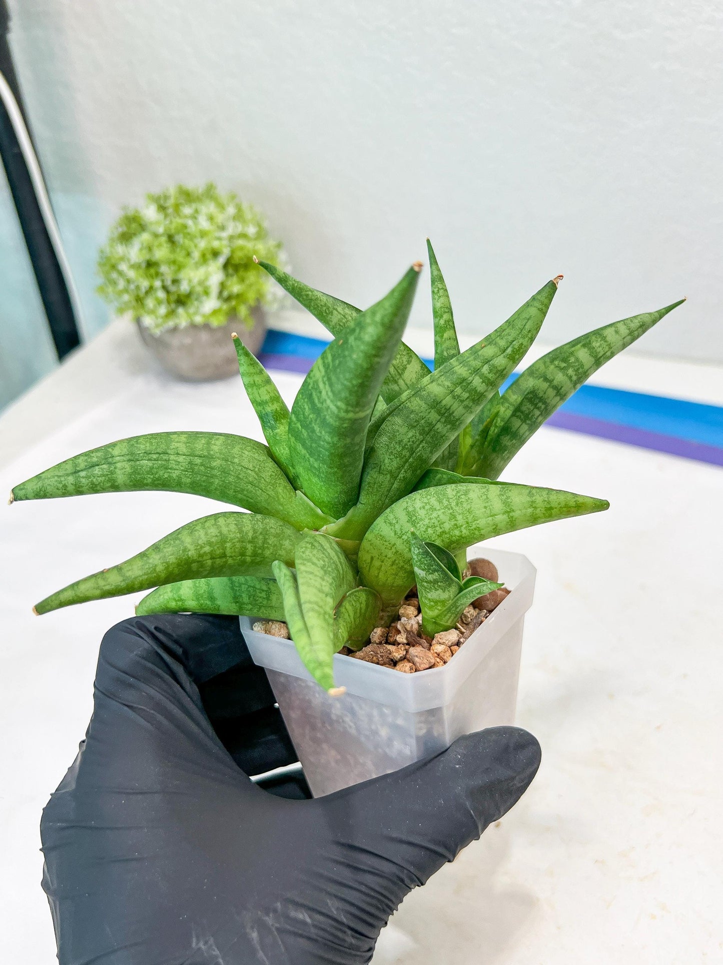 Sansevieria Fighter/Ch17023 (#AC12) | Imported Snake Plants
