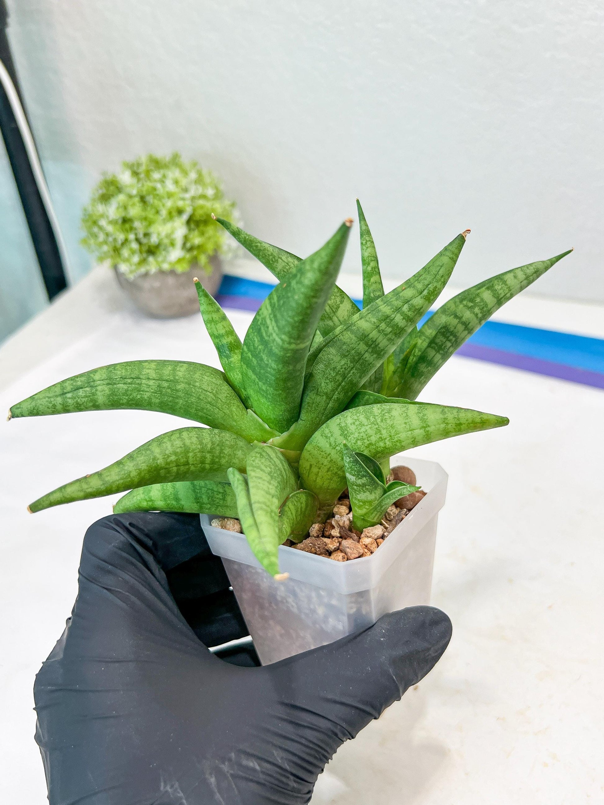 Sansevieria Fighter/Ch17023 (#AC12) | Imported Snake Plants