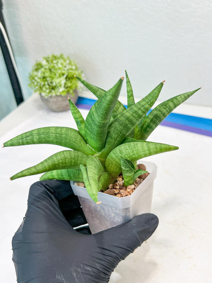 Sansevieria Fighter/Ch17023 (#AC12) | Imported Snake Plants