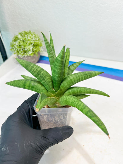 Sansevieria Fighter/Ch17023 (#AC12) | Imported Snake Plants