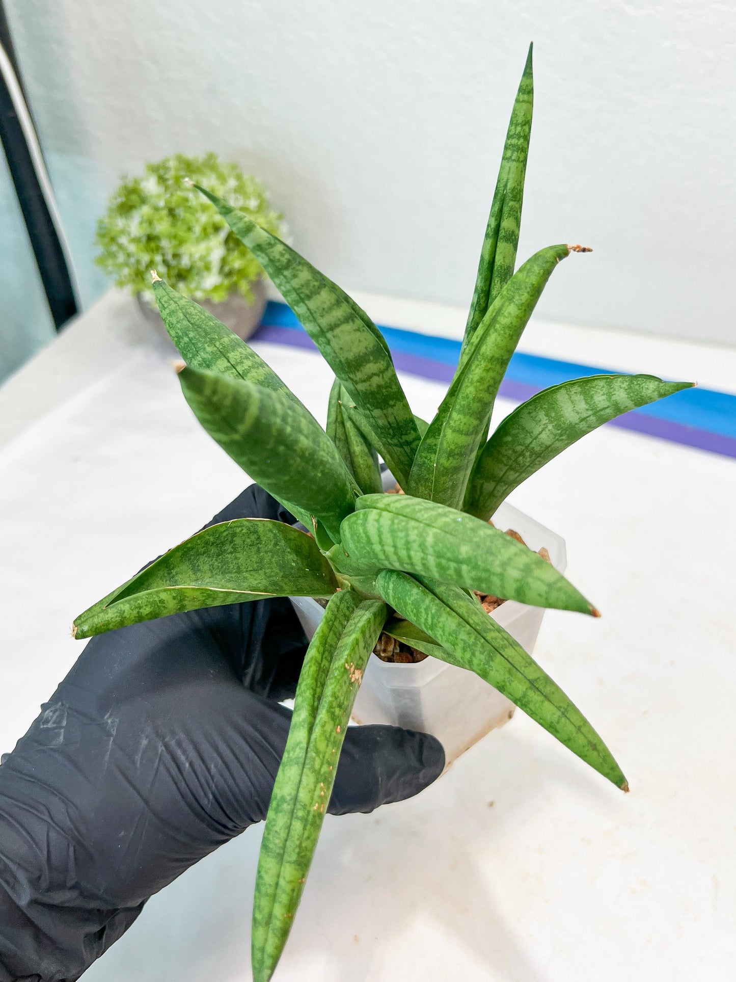 Sansevieria Fighter/Ch17023 (#AC12) | Imported Snake Plants