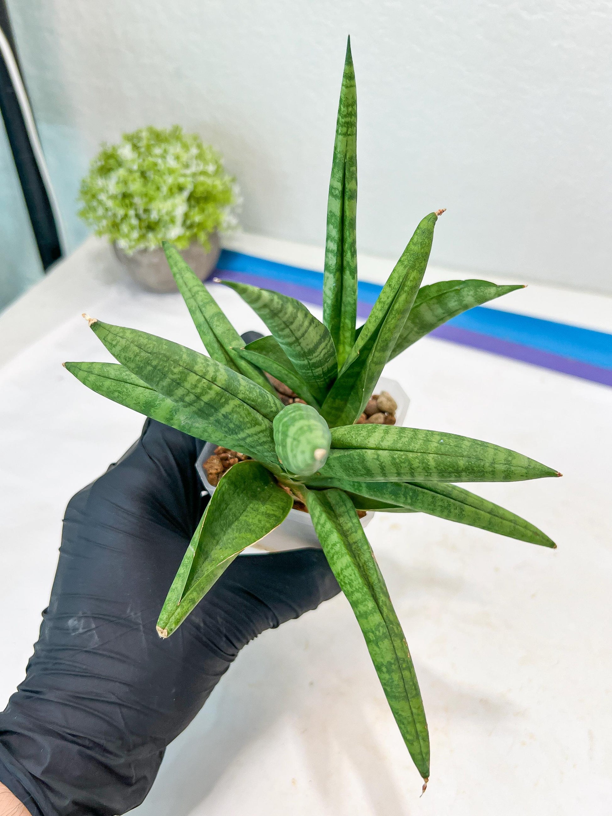 Sansevieria Fighter/Ch17023 (#AC12) | Imported Snake Plants