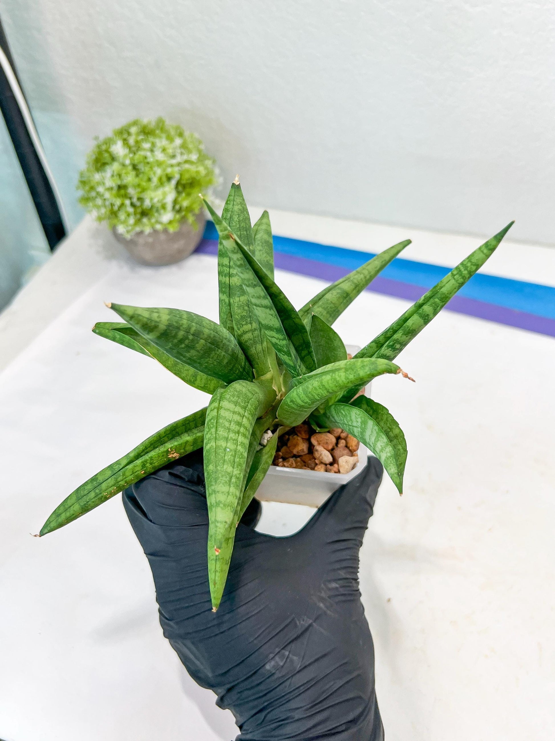 Sansevieria Fighter/Ch17023 (#AC12) | Imported Snake Plants