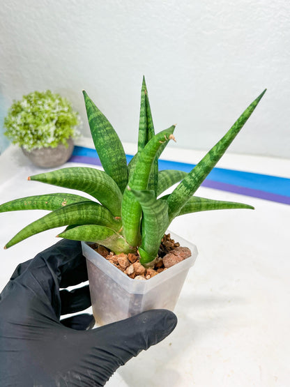 Sansevieria Fighter/Ch17023 (#AC12) | Imported Snake Plants