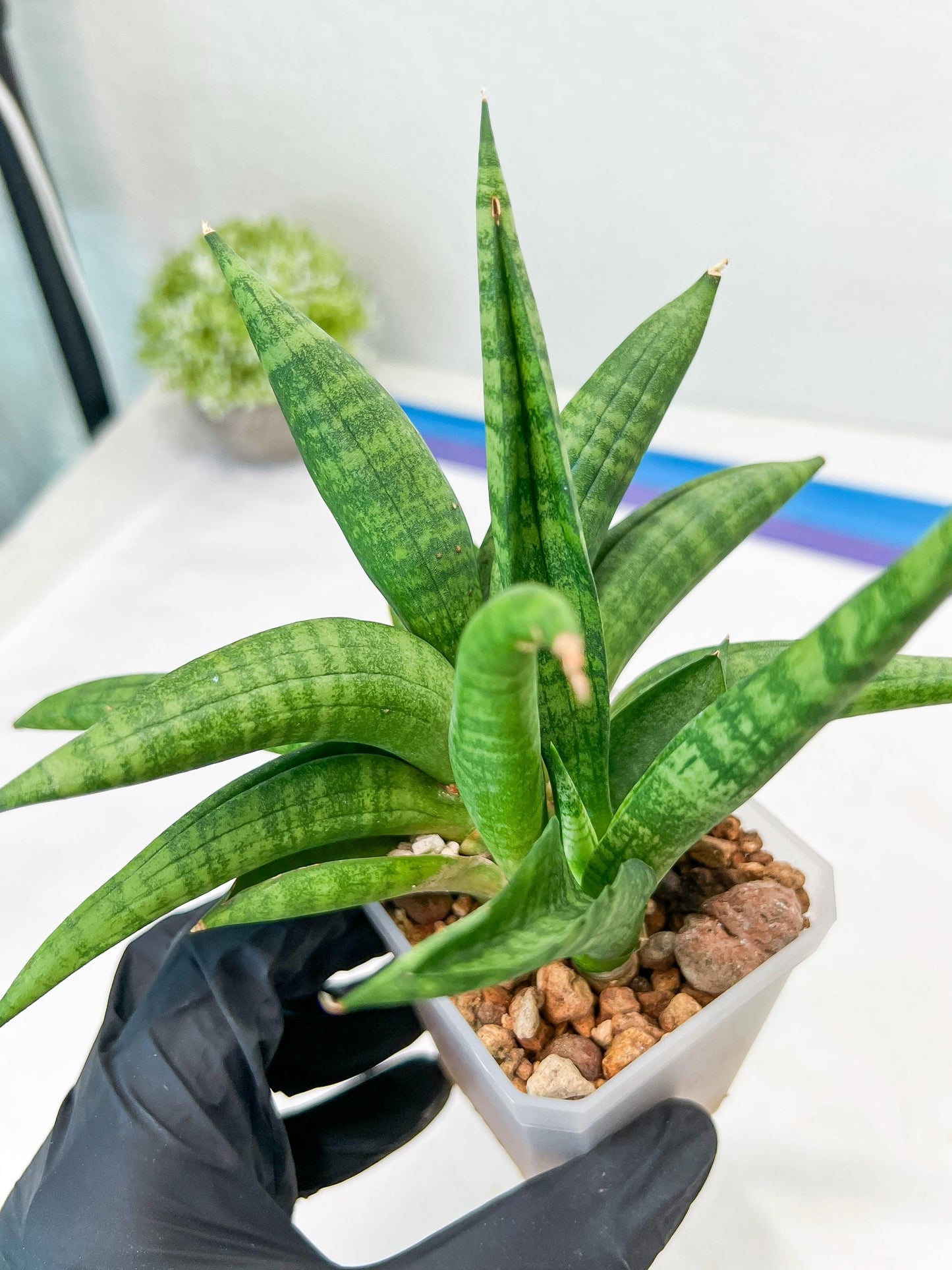 Sansevieria Fighter/Ch17023 (#AC12) | Imported Snake Plants