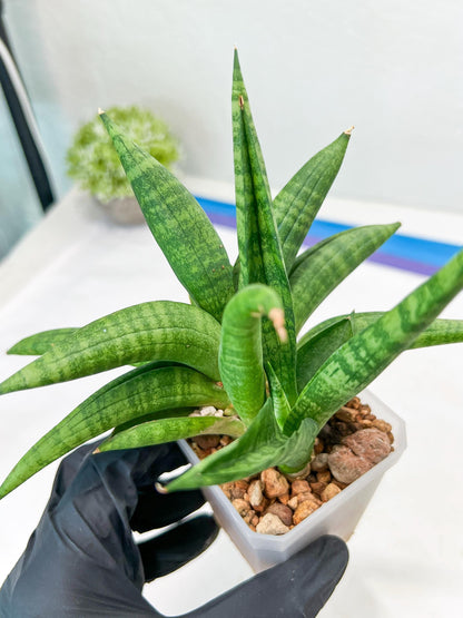 Sansevieria Fighter/Ch17023 (#AC12) | Imported Snake Plants