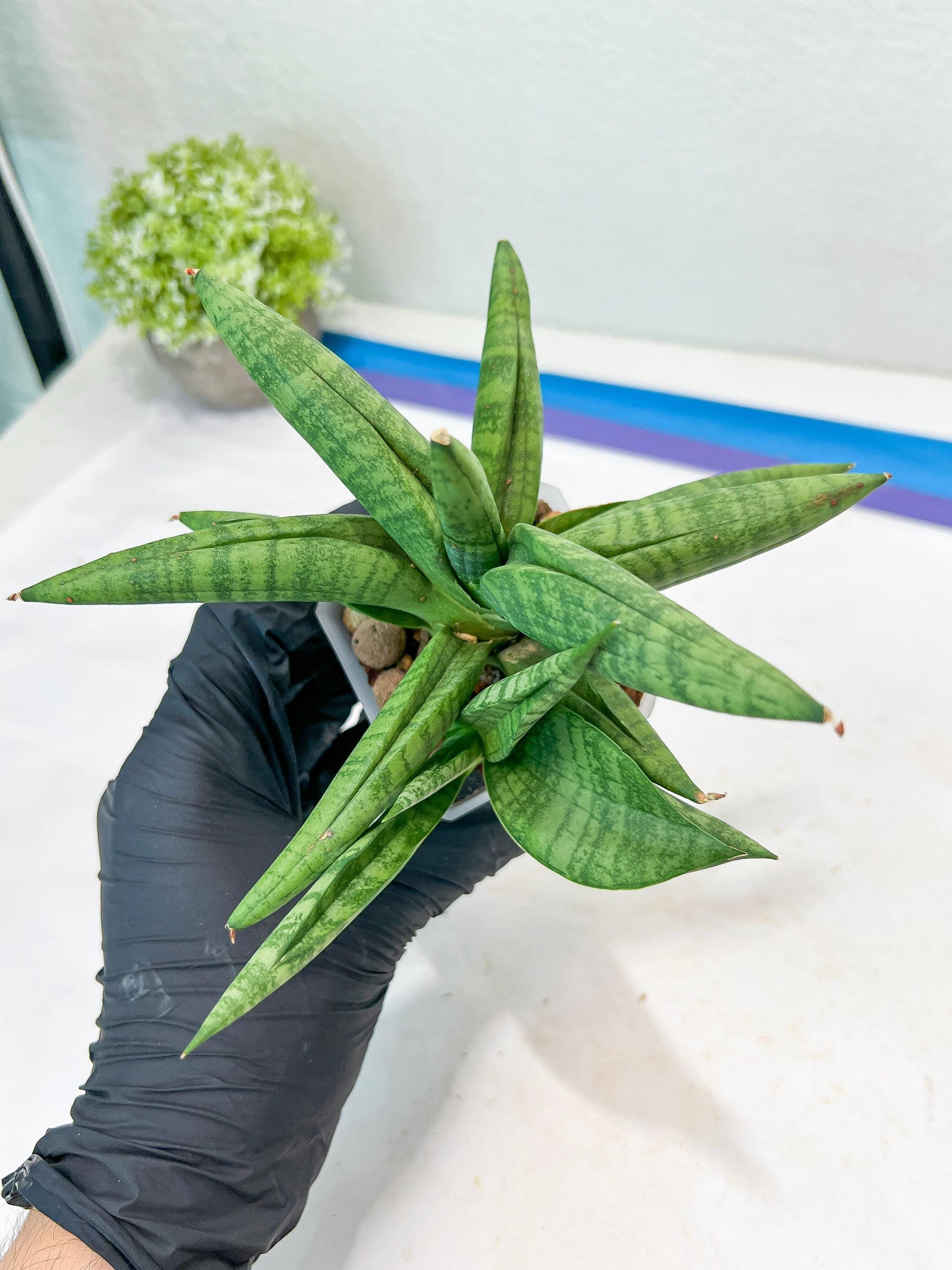 Sansevieria Fighter/Ch17023 (#AC12) | Imported Snake Plants