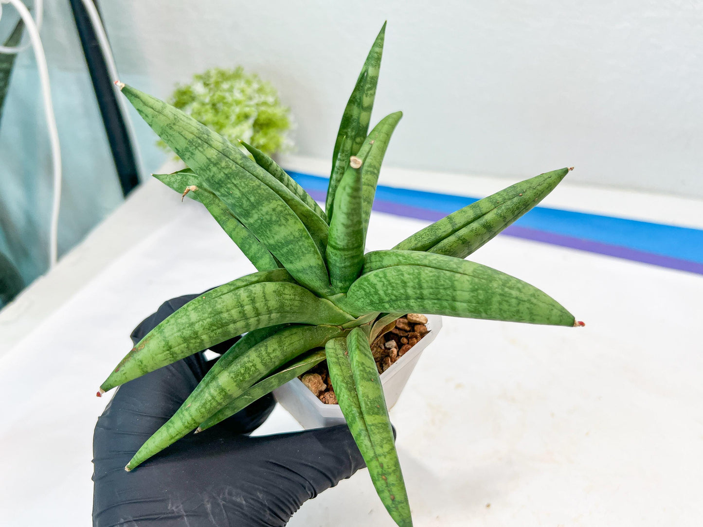 Sansevieria Fighter/Ch17023 (#AC12) | Imported Snake Plants