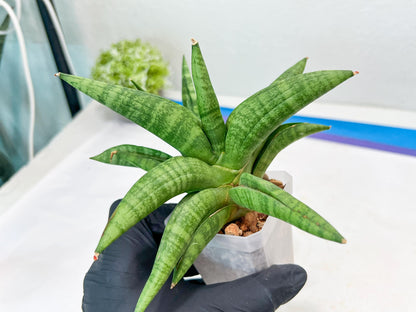 Sansevieria Fighter/Ch17023 (#AC12) | Imported Snake Plants