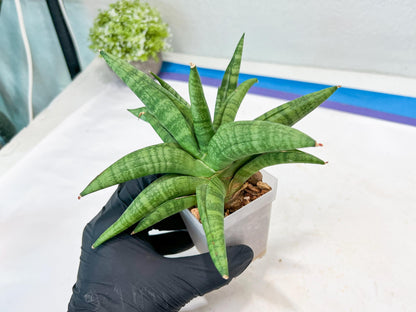 Sansevieria Fighter/Ch17023 (#AC12) | Imported Snake Plants
