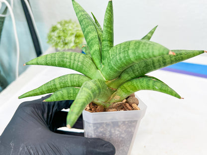 Sansevieria Fighter/Ch17023 (#AC12) | Imported Snake Plants