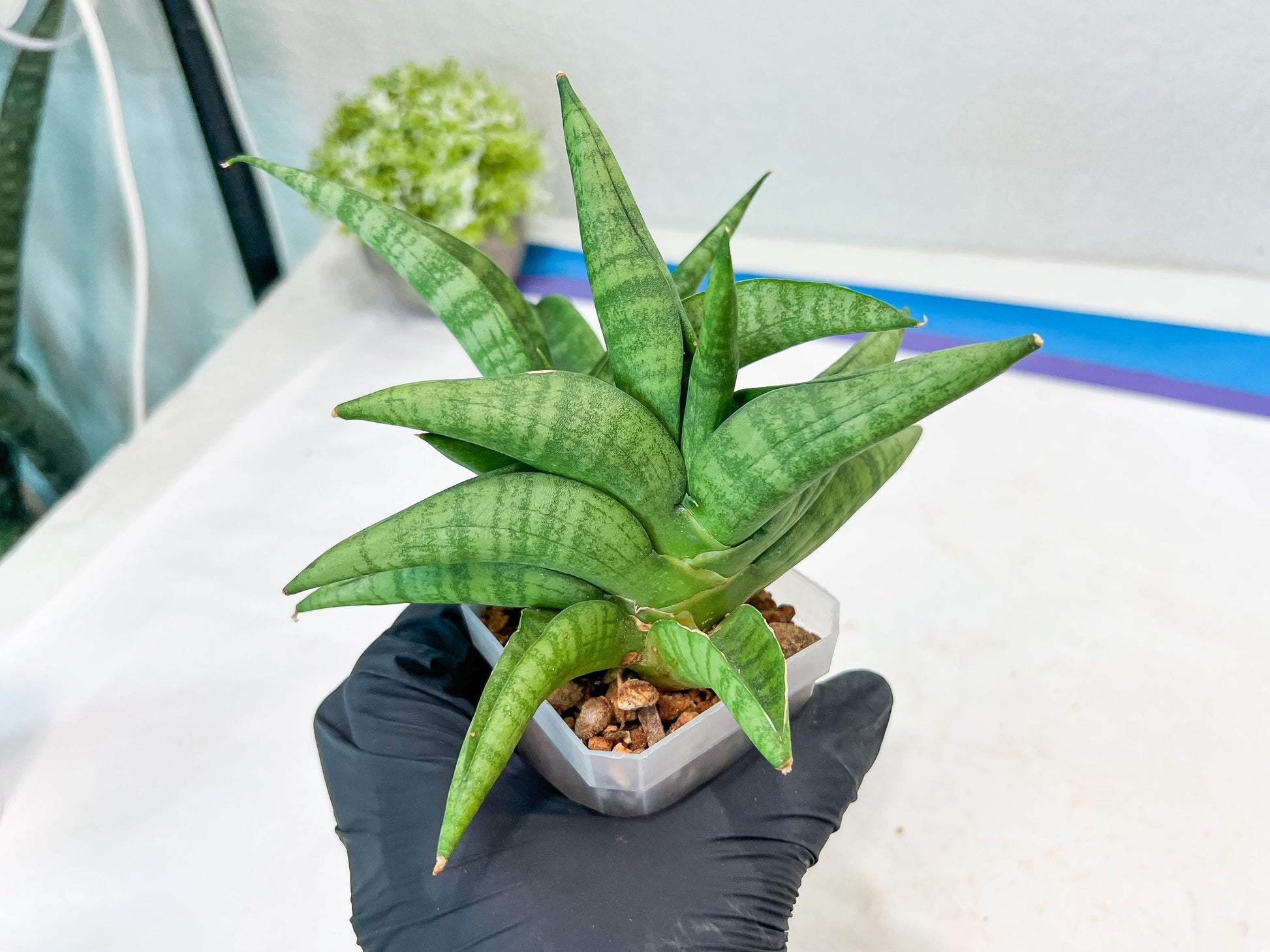 Sansevieria Fighter/Ch17023 (#AC12) | Imported Snake Plants