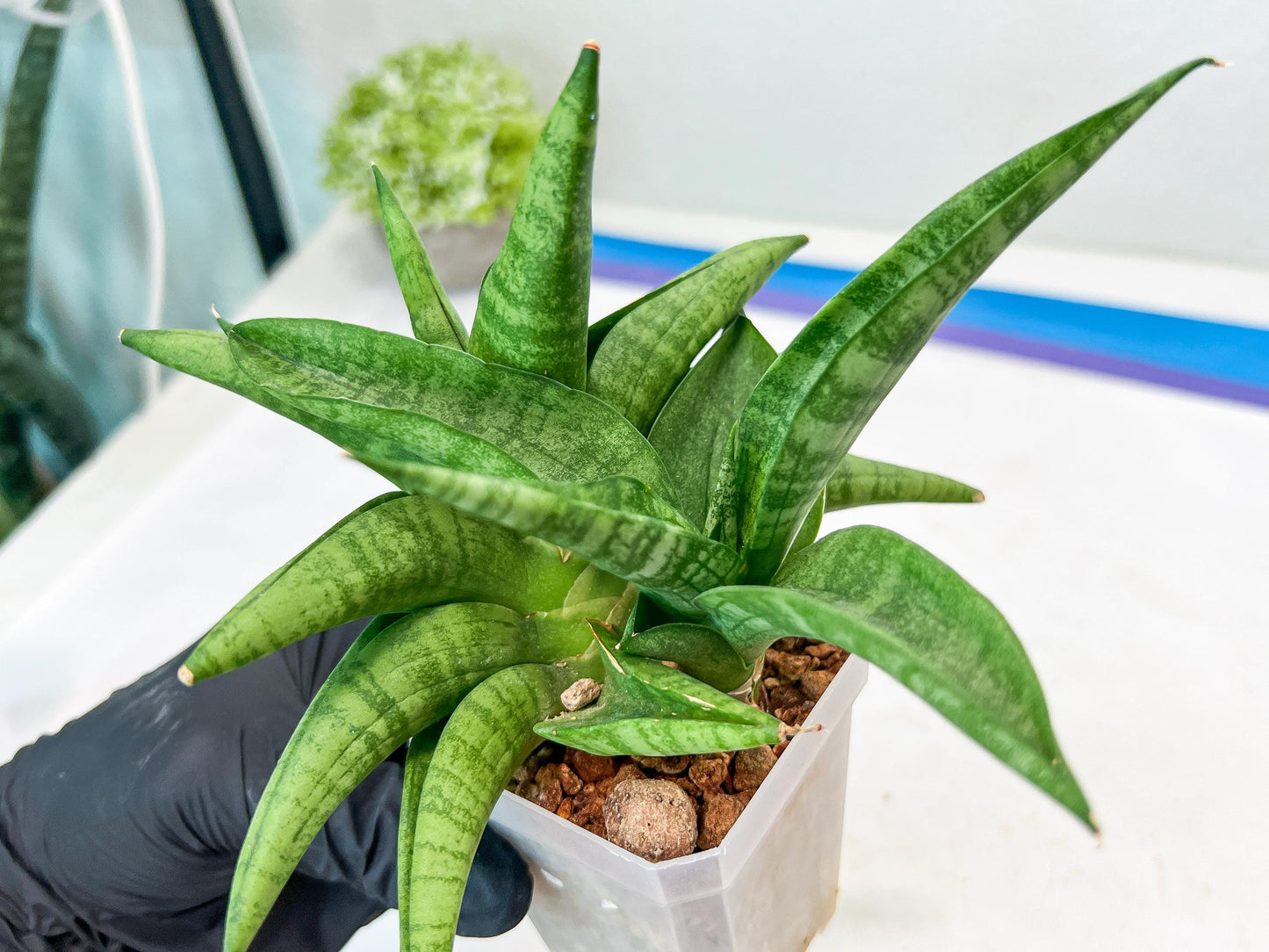 Sansevieria Fighter/Ch17023 (#AC12) | Imported Snake Plants