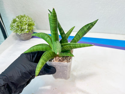 Sansevieria Fighter/Ch17023 (#AC12) | Imported Snake Plants