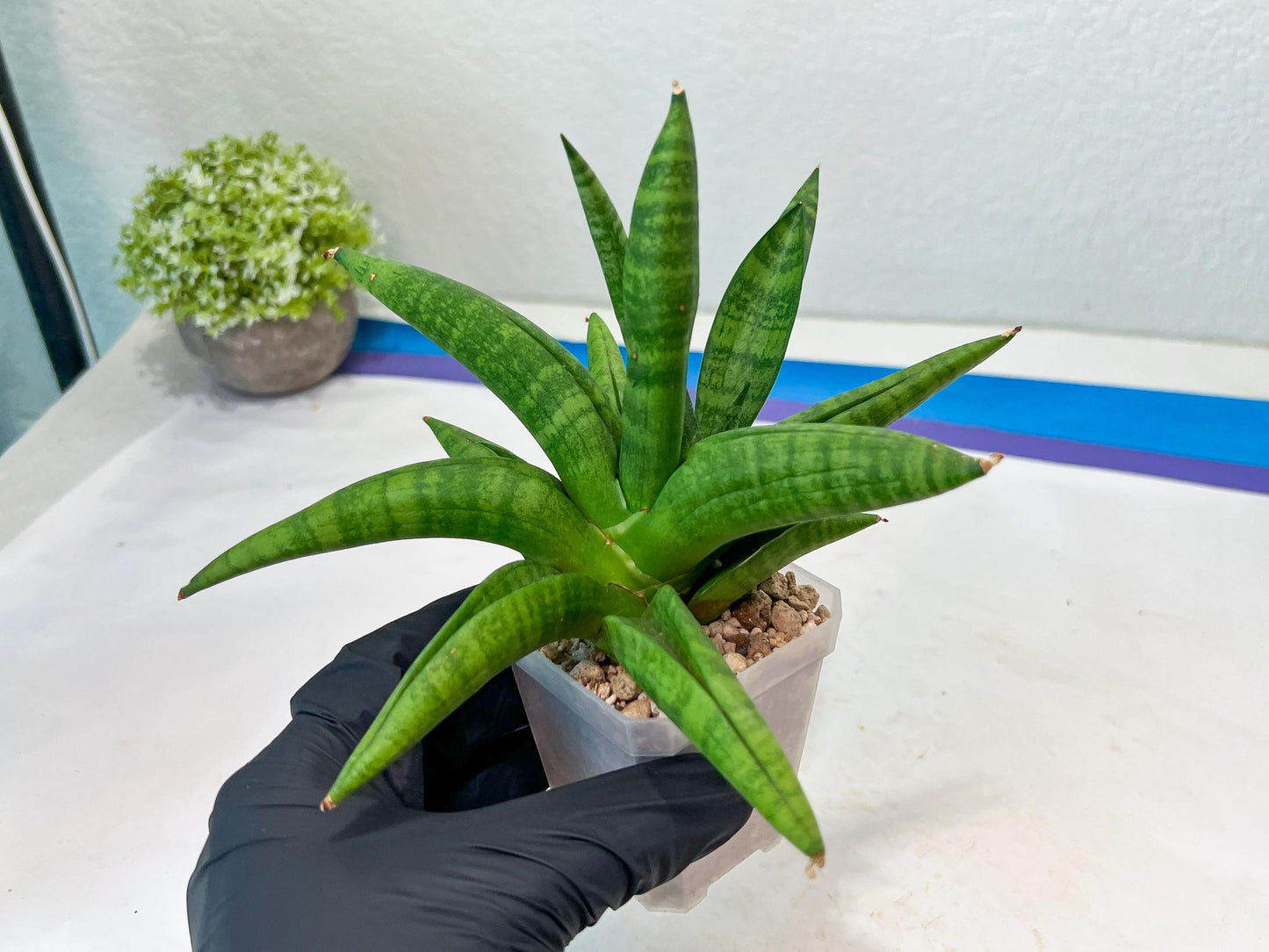 Sansevieria Fighter/Ch17023 (#AC12) | Imported Snake Plants